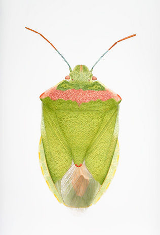 Illustration for article titled The Mutant Art of Radioactive Insects